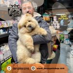 توله سگ چاو چاو وارداتی نباتی