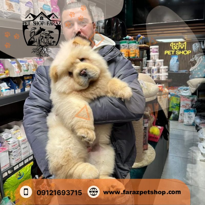 توله سگ چاو چاو وارداتی نباتی