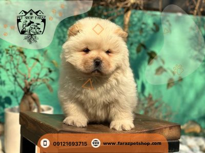 توله چاوچاو در تبریز