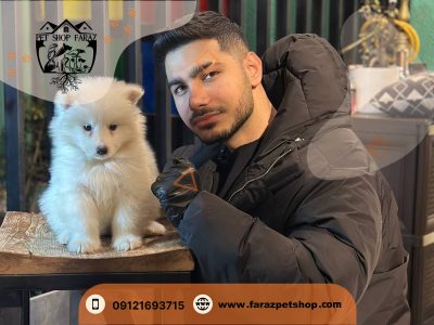 خرید سگ در مشهد