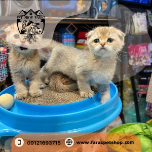 بچه گربه اسکاتیش فولد دو ماهه اصیل