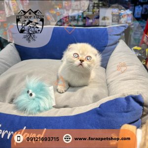 بچه گربه اسکاتیش فولد سیلور‌ بلوپوینت دو ماهه
