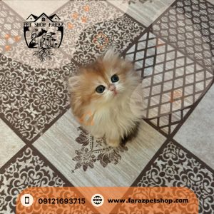 بچه گربه بريتيش لانگ هیر چهل روزه