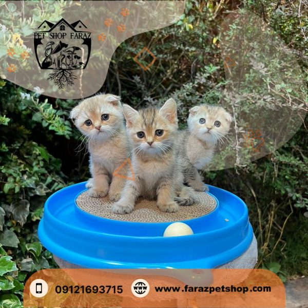 بچه گربه بریتیش دو ماهه اصیل