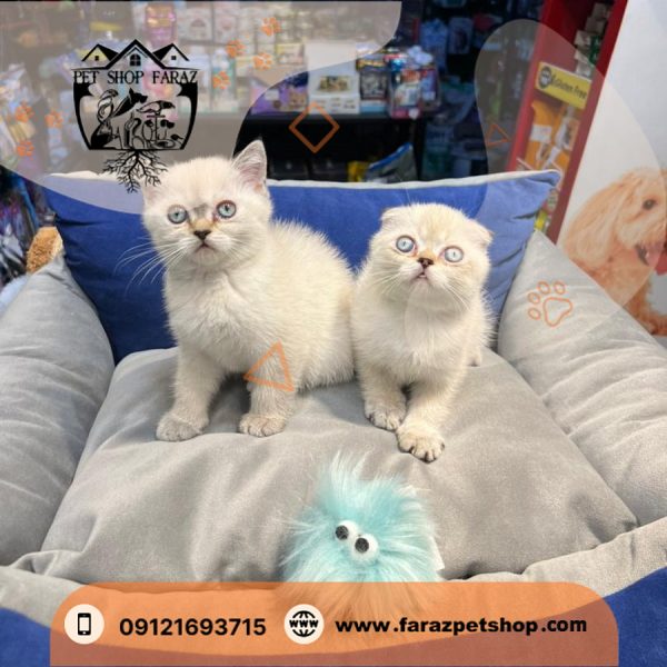 بچه گربه بریتیش سیلور‌ بلوپوینت دو ماهه