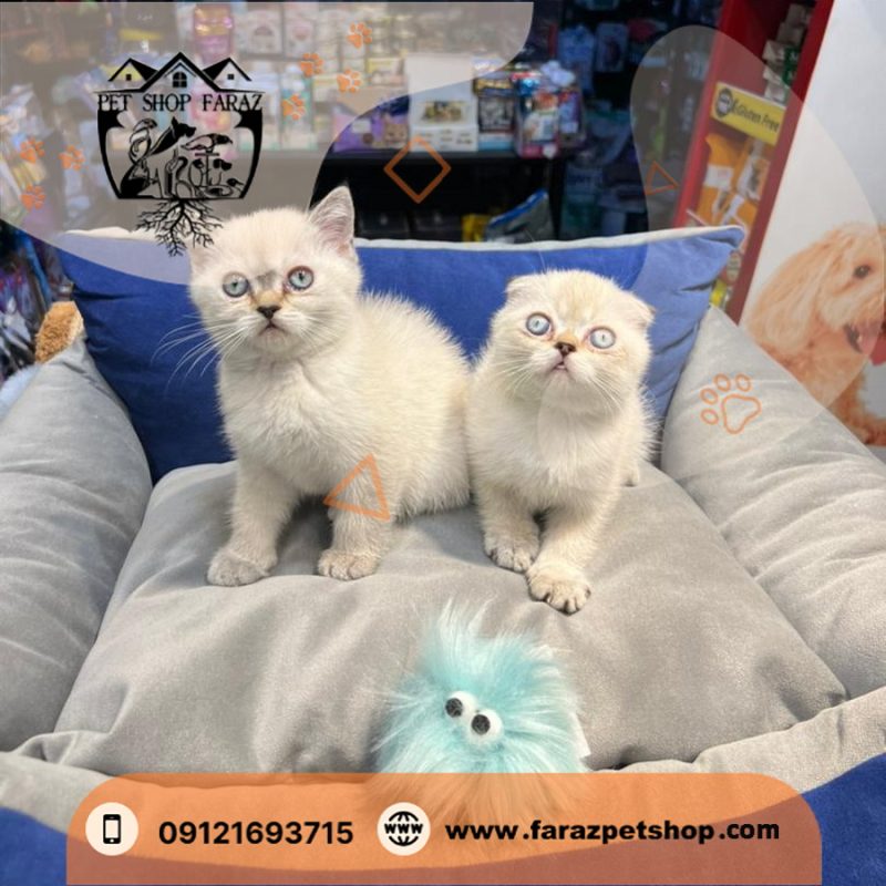 بچه گربه بریتیش سیلور‌ بلوپوینت دو ماهه