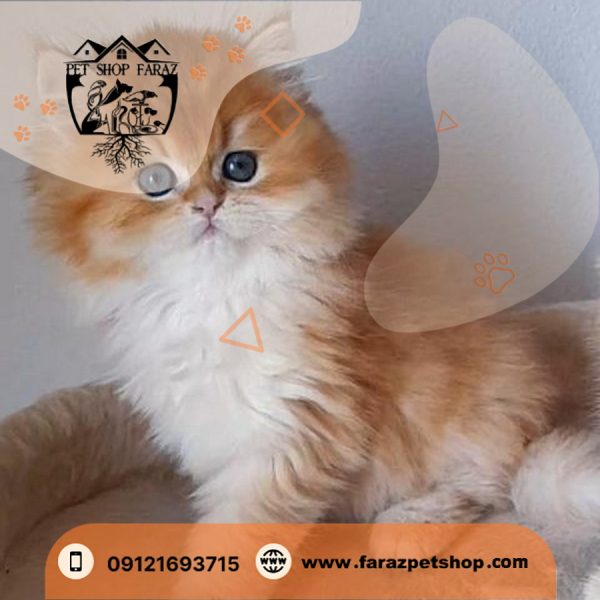 بچه گربه بریتیش لانگ هیر NY12 وارداتی از روسیه (1)