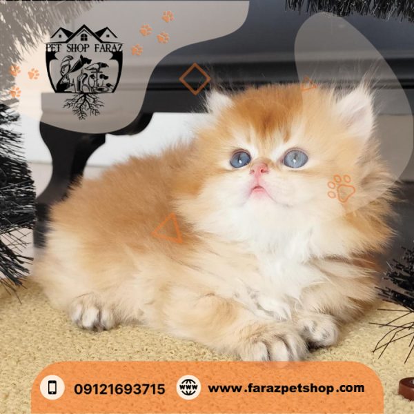 بچه گربه بریتیش لانگ هیر NY12 وارداتی از روسیه (2)