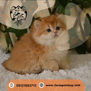 بچه گربه بریتیش لانگ هیر NY12 وارداتی از روسیه