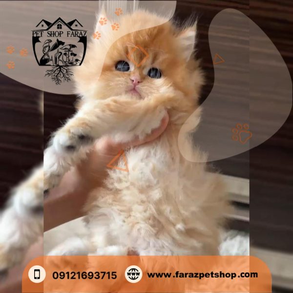 بچه گربه بریتیش لانگ هیر NY12 وارداتی از روسیه (4)