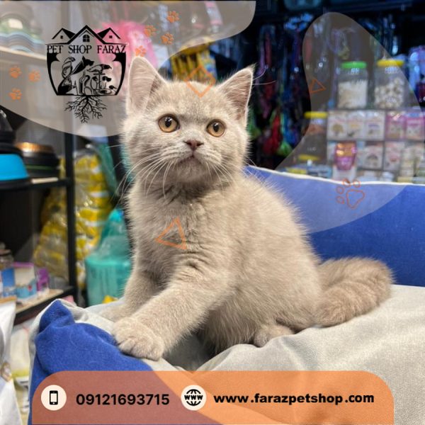 بچه گربه بریتیش لیلاک نر سه ماهه اصیل (1)