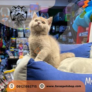 بچه گربه بریتیش لیلاک نر سه ماهه اصیل