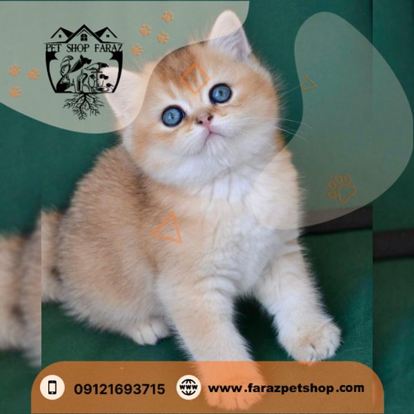 بچه گربه بریتیش گلد یک و نیم ماهه وارداتی NY11