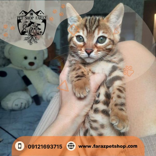 بچه گربه نژاد بنگال سه ماهه وارداتی از روسیه (1)