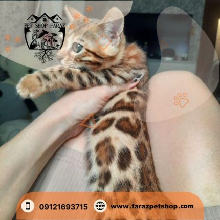 بچه گربه نژاد بنگال سه ماهه وارداتی از روسیه (3)