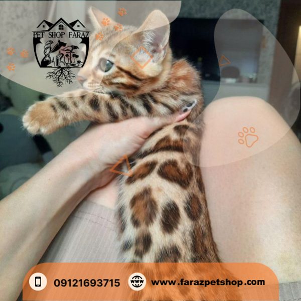 بچه گربه نژاد بنگال سه ماهه وارداتی از روسیه (3)