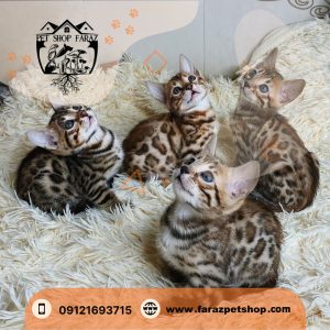 بچه گربه نژاد بنگال سه ماهه وارداتی از روسیه