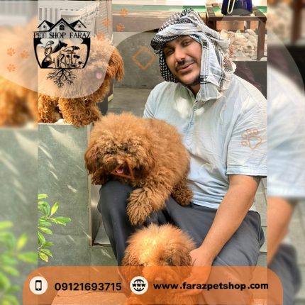 توله سگ توی پودل رد سه ماهه دارچینی (2)