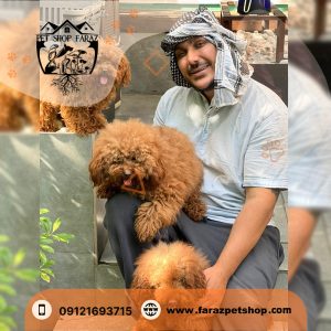 توله سگ توی پودل رد سه ماهه دارچینی