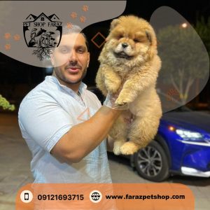 توله سگ چاو چاو سه ماهه اصیل