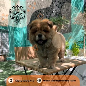 توله سگ چاو چاو چهار ماهه فندقی