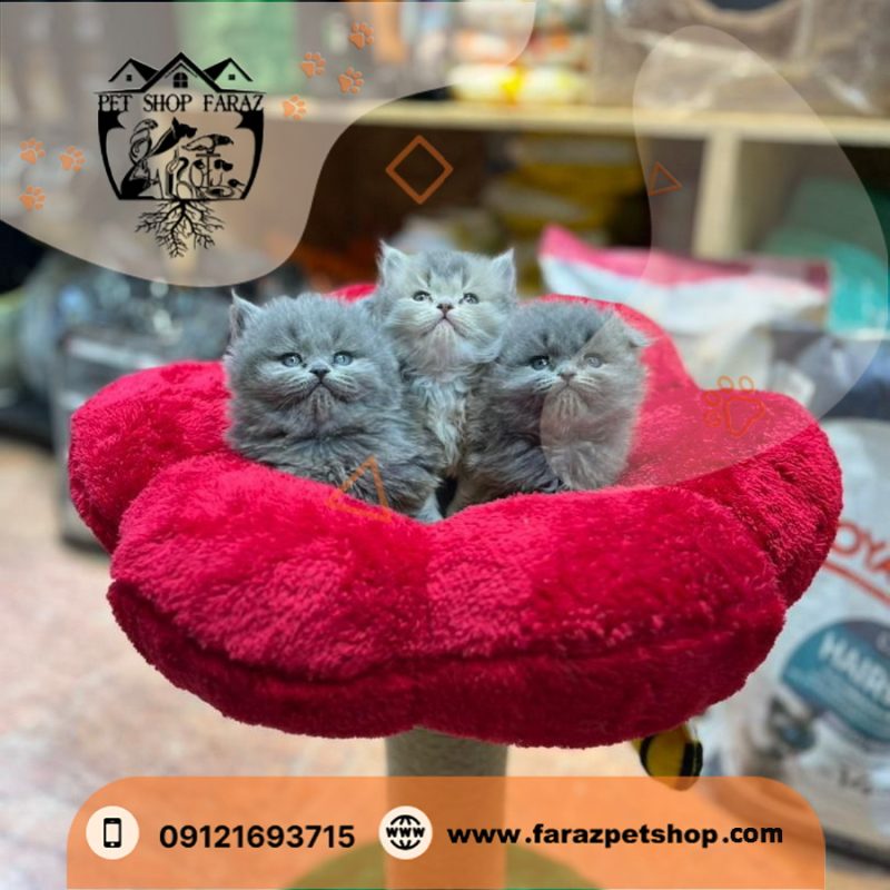 بچه گربه اسکاتیش 2 ماهه بلو نر (1)