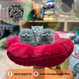 بچه گربه اسکاتیش 2 ماهه بلو نر (2)
