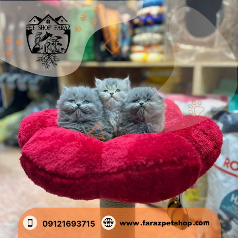 بچه گربه اسکاتیش 2 ماهه بلو نر (2)
