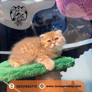 بچه گربه اسکاتیش 2 ماهه نارنجی نر