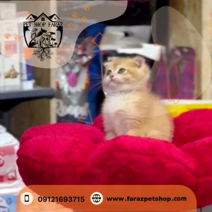 بچه گربه اسکاتیش دبل فولد گلد 2 ماهه NY12 نر (1)