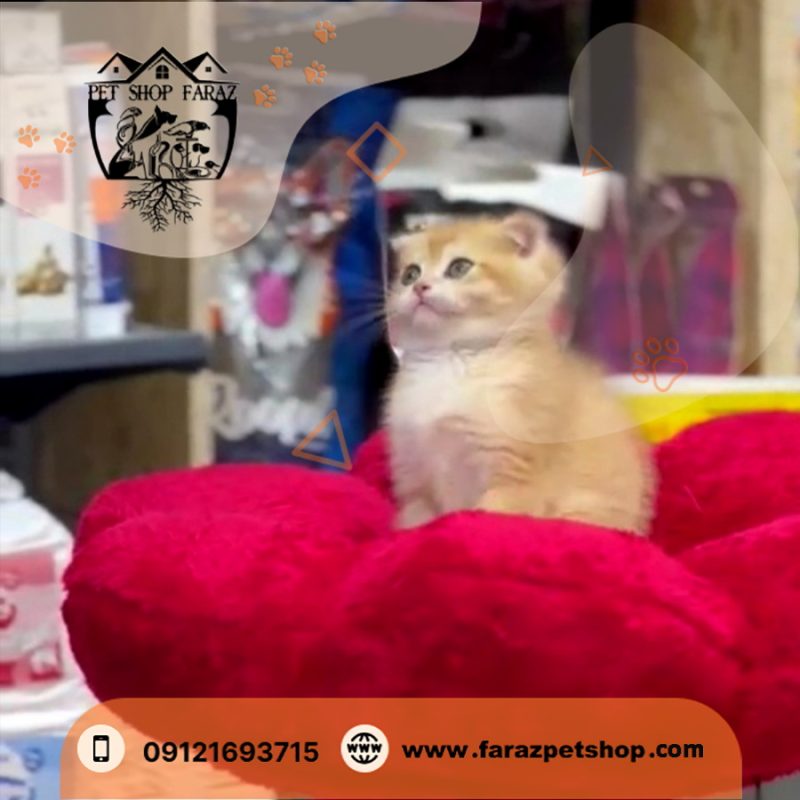بچه گربه اسکاتیش دبل فولد گلد 2 ماهه NY12 نر (1)