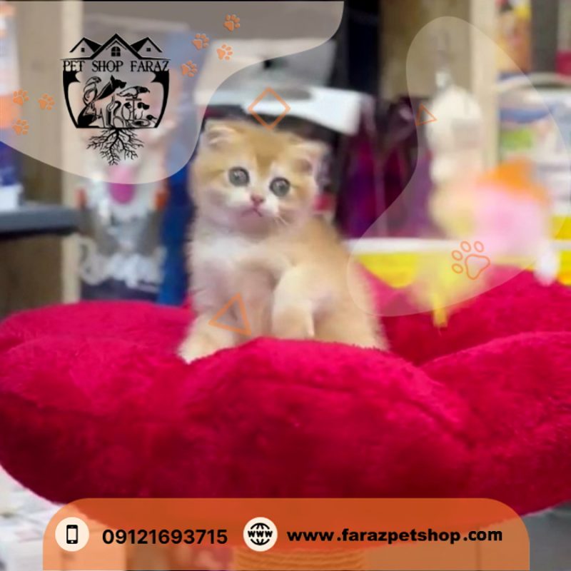 بچه گربه اسکاتیش دبل فولد گلد 2 ماهه NY12 نر (2)