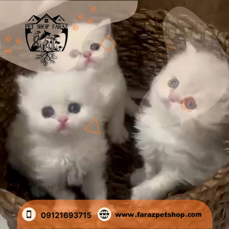 بچه گربه بریتیش 2 ماهه شورت هیر سیلور (2) NS نر