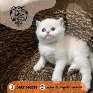 بچه گربه بریتیش 2 ماهه شورت هیر سیلور NS نر
