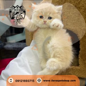 بچه گربه بریتیش 2 ماهه شیری نر (1)