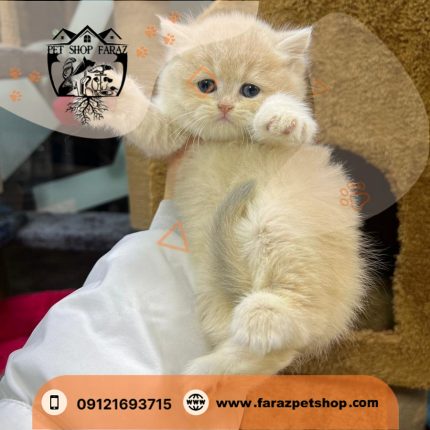 بچه گربه بریتیش 2 ماهه شیری نر (1)