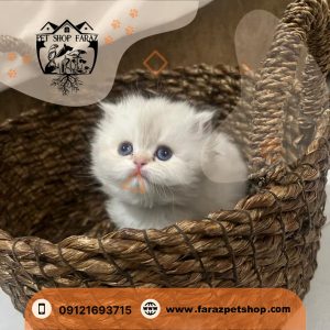 بچه گربه بریتیش 2 ماهه لانگ هیر سیلور NS ماده (1)