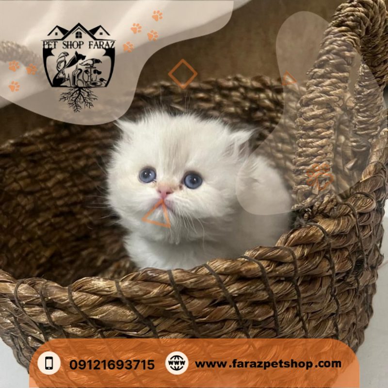 بچه گربه بریتیش 2 ماهه لانگ هیر سیلور NS ماده (1)
