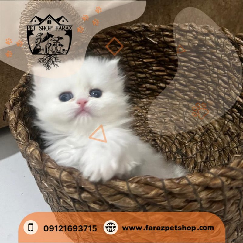 بچه گربه بریتیش 2 ماهه لانگ هیر سیلور NS ماده (2)