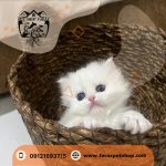 بچه گربه بریتیش 2 ماهه لانگ هیر سیلور NS ماده (3)