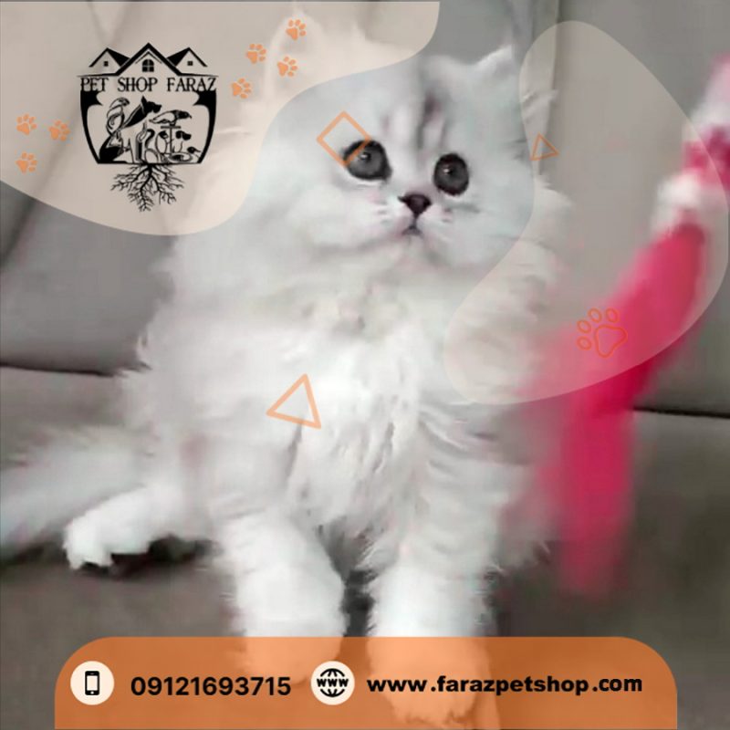 بچه گربه بریتیش لانگ هیر 2.5 ماهه وارداتی رنگ سیلور (1)