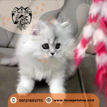 بچه گربه بریتیش لانگ هیر 2.5 ماهه وارداتی رنگ سیلور (2)
