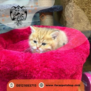 بچه گربه بریتیش نارنجی 2 ماهه ماده