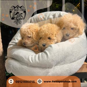 توله سگ توی پودل اپریکات تیکاپ سایز ماده 2 ماهه (2)