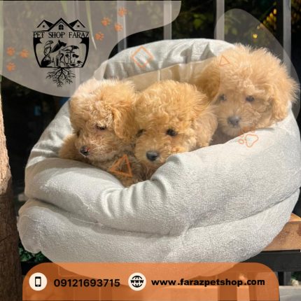توله سگ توی پودل اپریکات تیکاپ سایز ماده 2 ماهه (2)