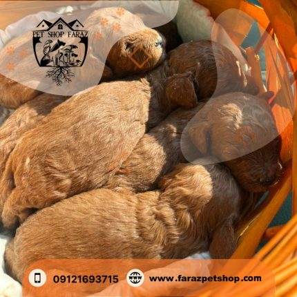 توله سگ توی پودل دارک رد تیکاپ سایز ماده 1 ماهه (1)