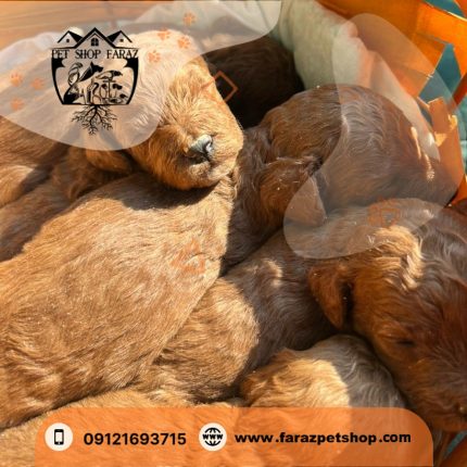 توله سگ توی پودل دارک رد تیکاپ سایز ماده 1 ماهه (2)