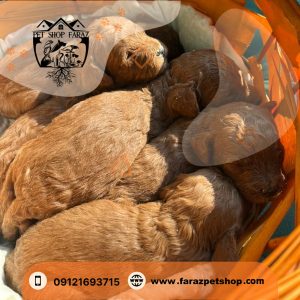 توله سگ توی پودل دارک رد تیکاپ سایز نر 1 ماهه (1)