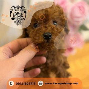 توله سگ توی پودل عروسکی 2 ماهه دارک رد نر وارداتی (1)