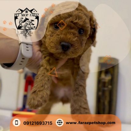 توله سگ توی پودل عروسکی 2 ماهه دارک رد نر وارداتی (2)